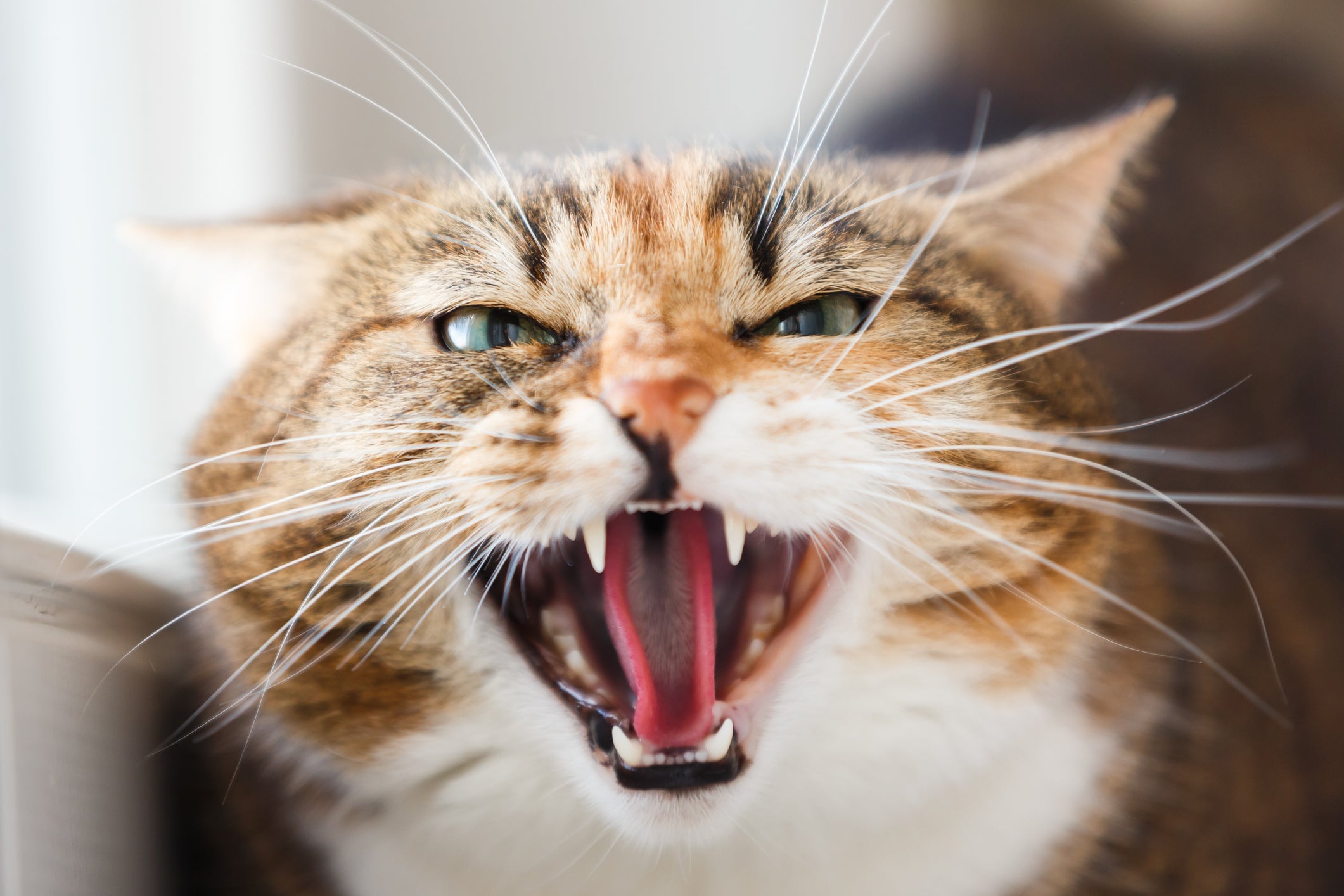 Sonhar com gato atacando pode ser reflexo de situações mal resolvidas ou estresse acumulado