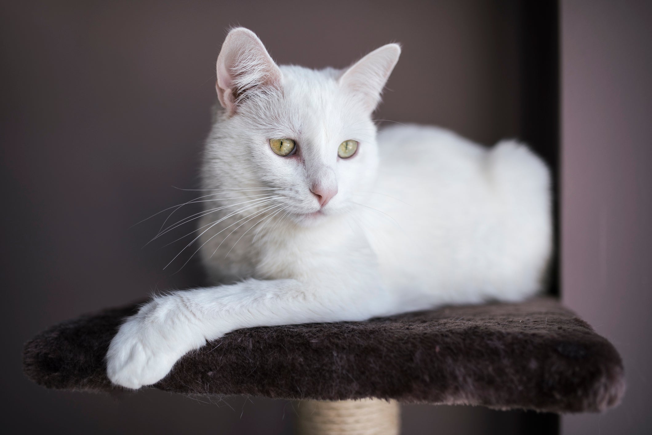 Sonhar com gato branco costuma simbolizar paz interior e equilíbrio emocional