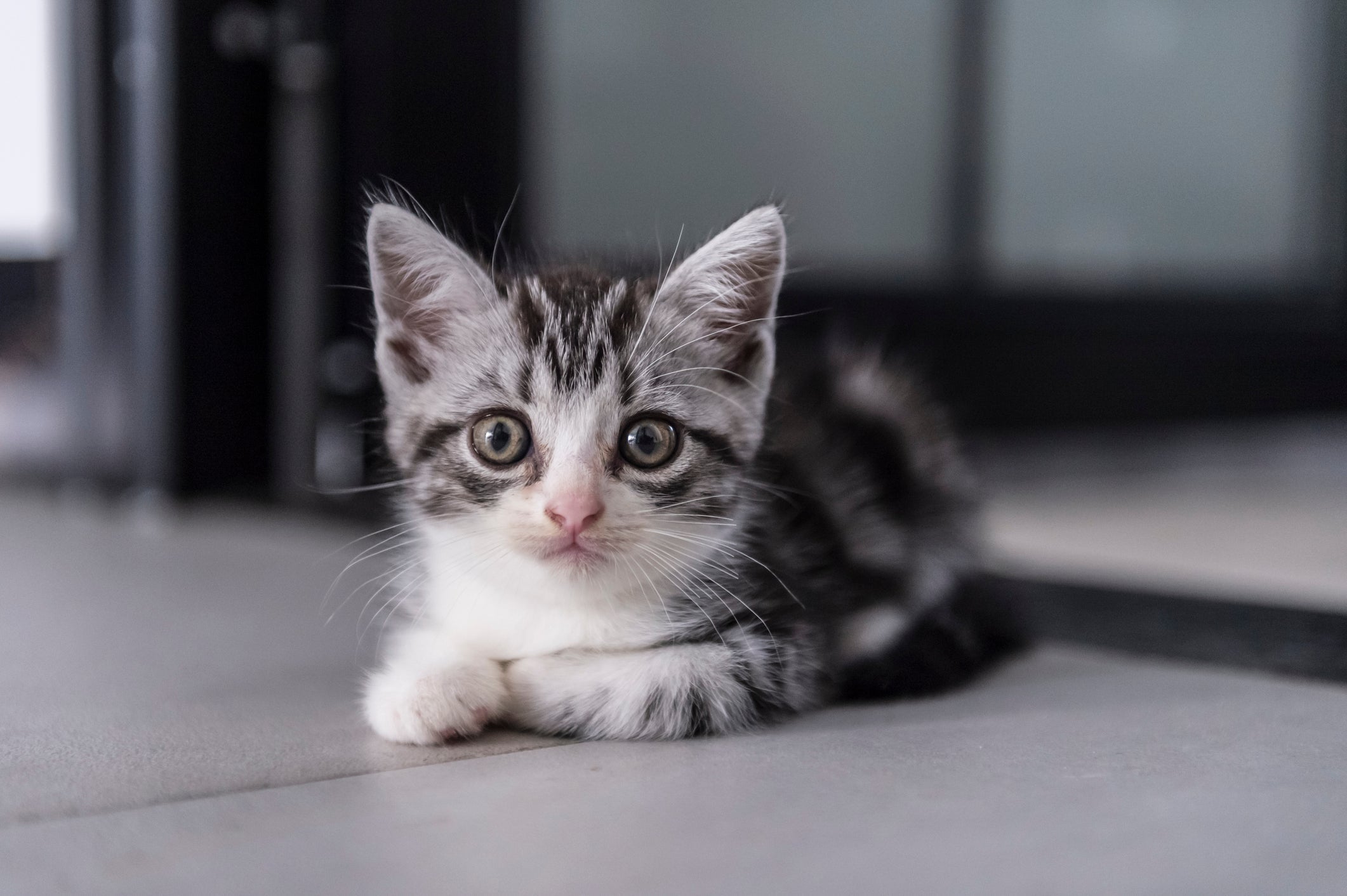Um filhote de gato no sonho pode representar novos começos