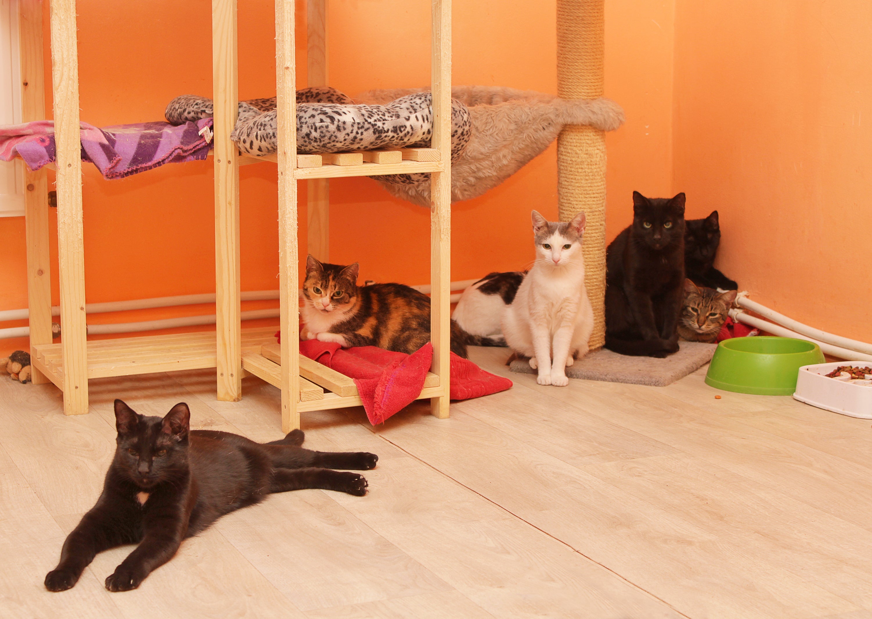 Sonhar com muitos gatos tem diferentes significados
