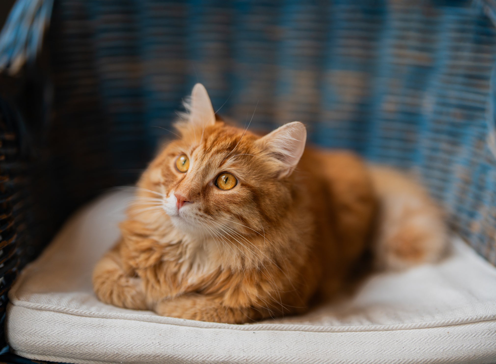 Ver um gato amareo no sonho pode indicar inveja ou falsidade ao seu redor
