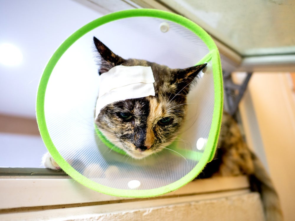 Sonhar com gato machucado ou doente traz mensagem de alerta ou reflexão interna