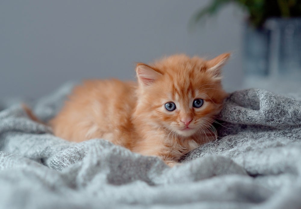 Sonhar com gato filhote pode ser um ótimo sinal