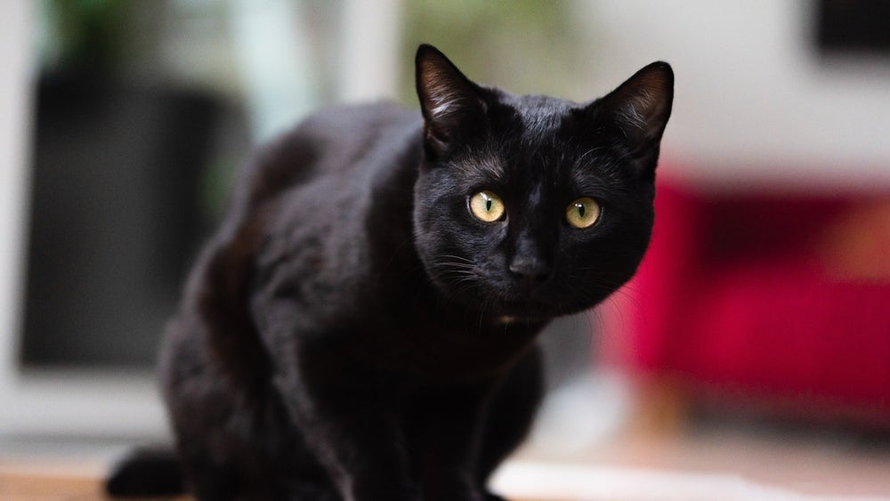 Sonhar com gato preto pode ter significados positivos e negativos