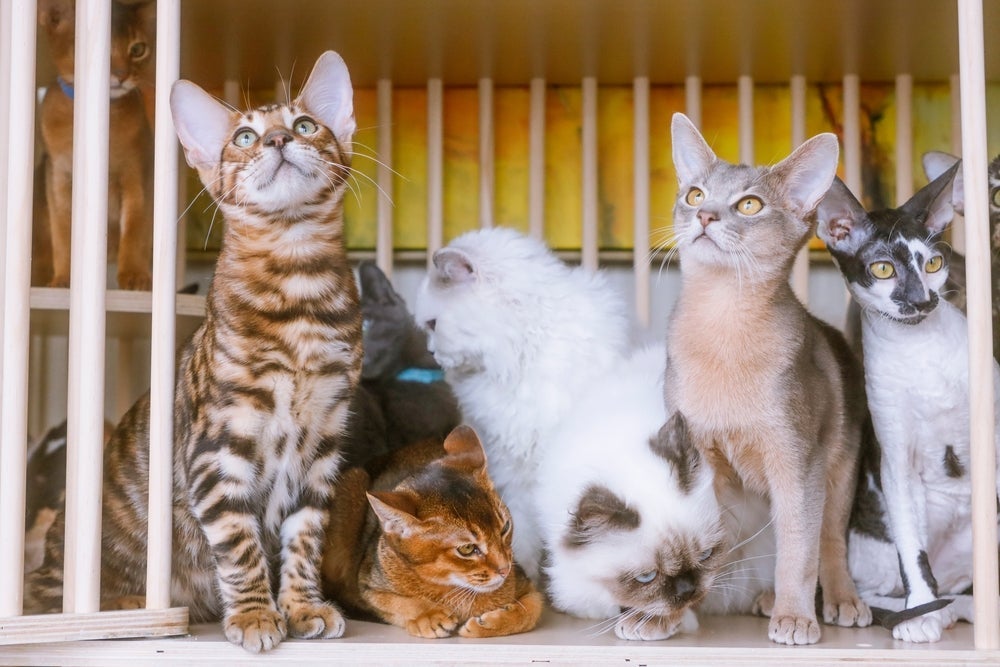 Ao sonhar com vários gatos, preste atenção em como eles agem