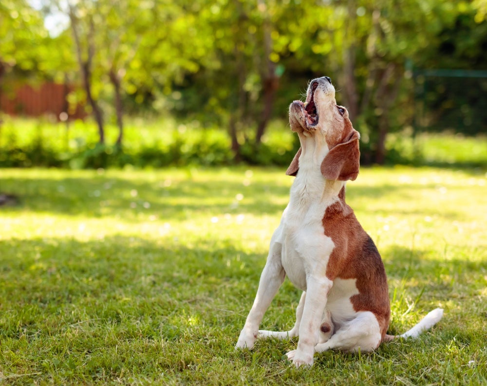 Os sons de cachorro latindo podem significar uma série de coisas diferentes