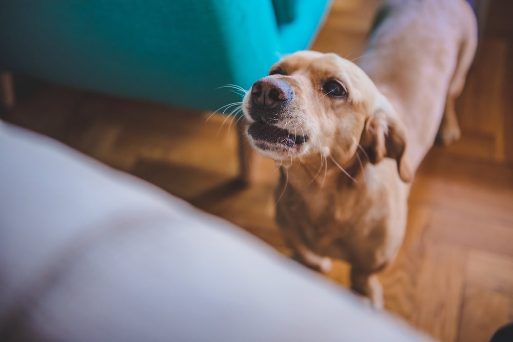 O som de cachorro rosnando pode significar que o animal não está se sentindo confortável em determinada situação ou lugar