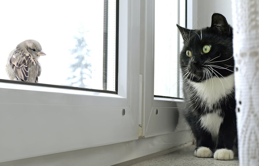 Chilrear: gato imita o barulho dos pássaros para atrair presas