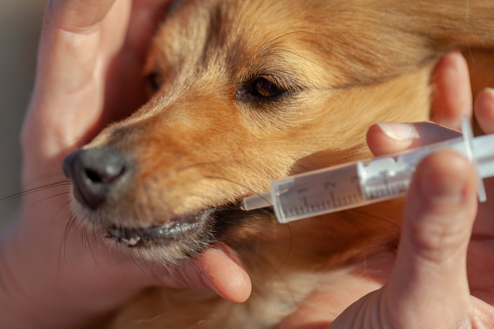 Você pode dar soro caseiro para cachorro com uma seringa