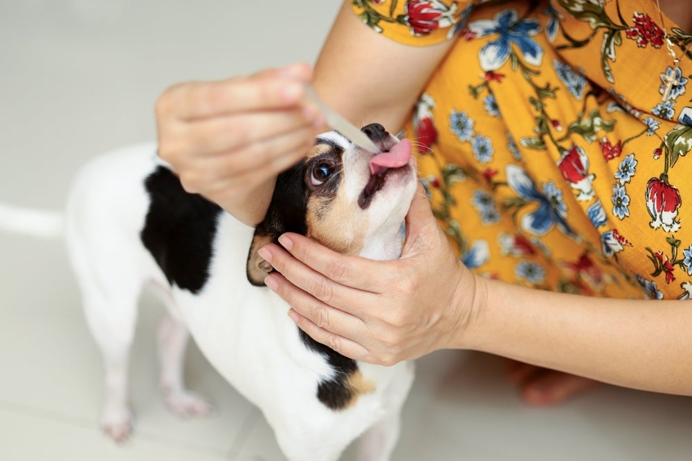 Pode dar soro caseiro para cachorro com o auxílio de uma seringa sem agulha