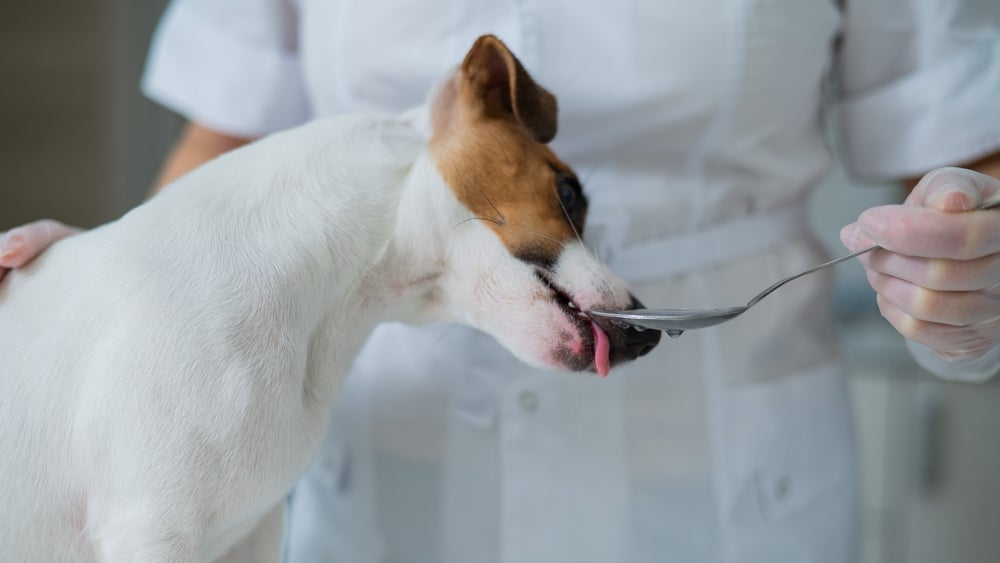 Saber como fazer um soro caseiro para cachorro faz toda a diferença