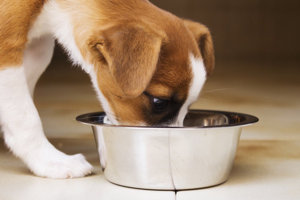Sirva o soro para cachorro no pote de água ou com o auxílio de uma seringa