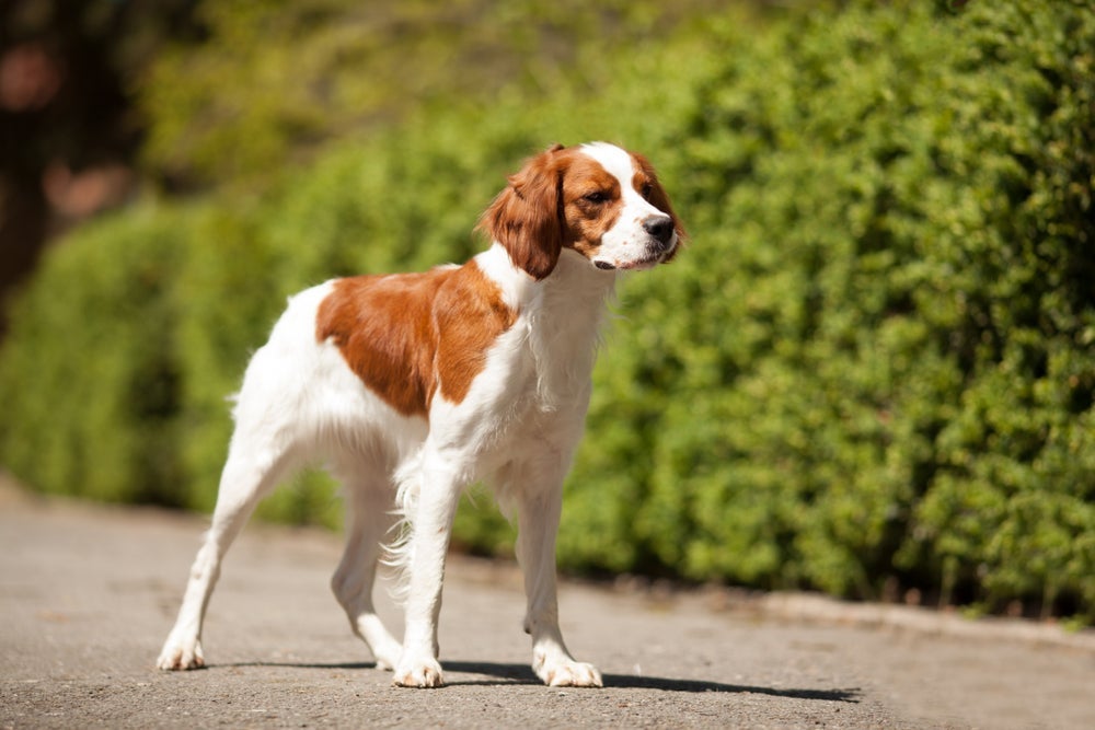 O Spaniel Bretão se destaca pela agilidade, inteligência, companheirismo e perfil sociável