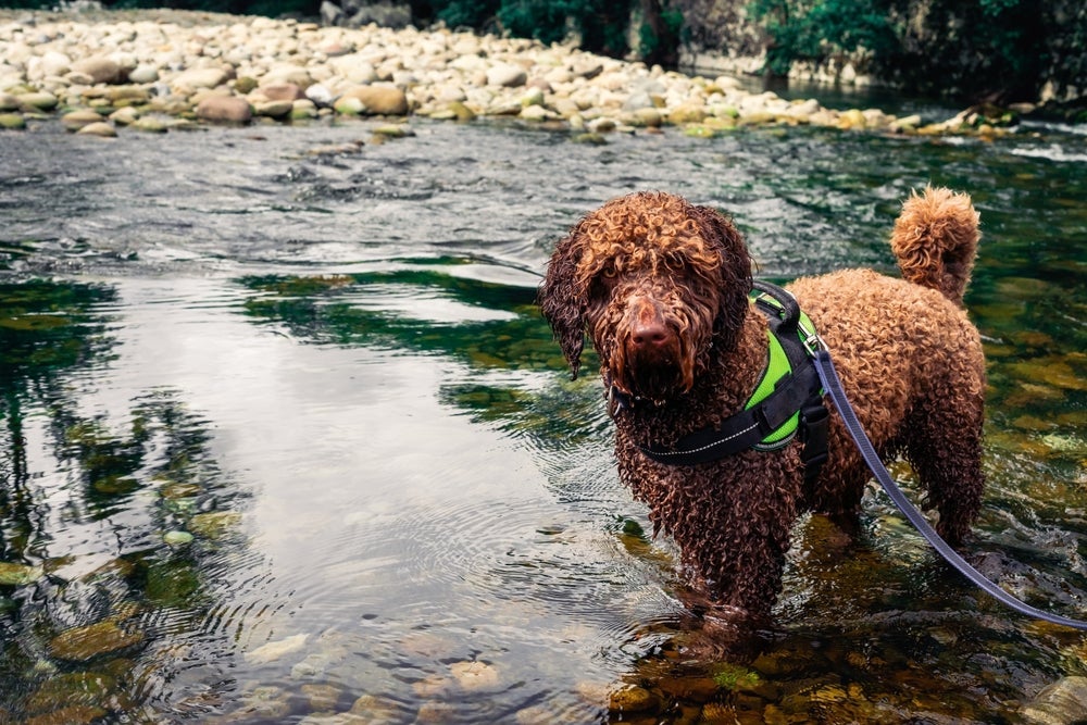 Todo Cão de D'água Espanhol adora nadar e praticar atividades aquáticas