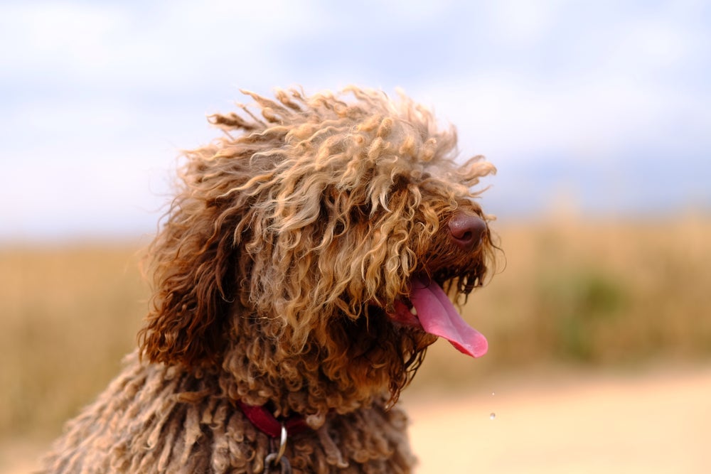 O Cachorro D'água Espanhol pode ter diferentes padrões de cores