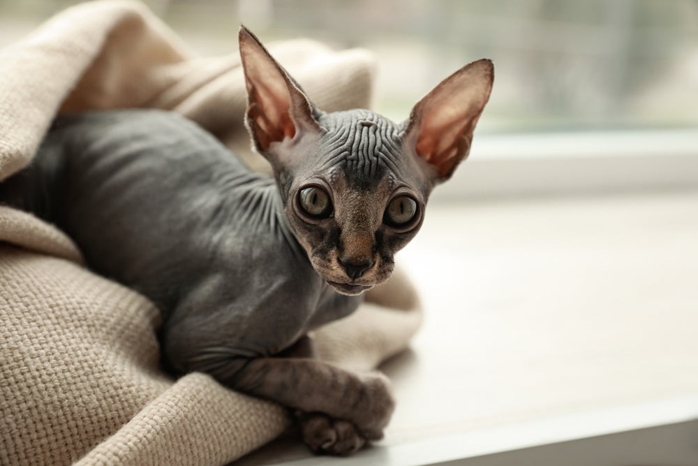 A falta de pelos do Sphynx o deixa mais suscetível a ter problemas de pele