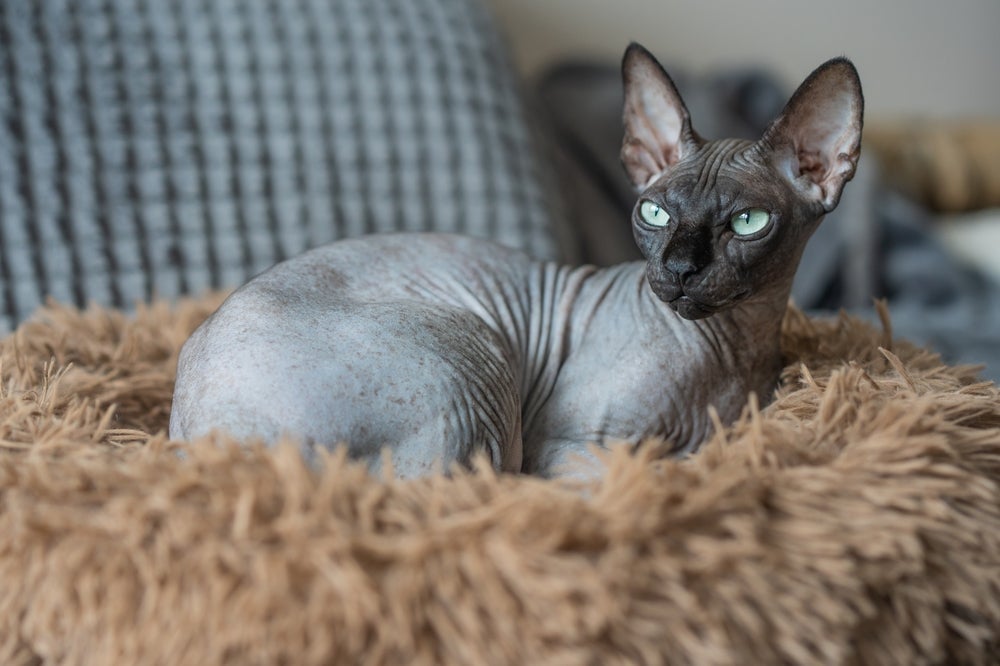 O Sphynx é um gato inteligente e independente