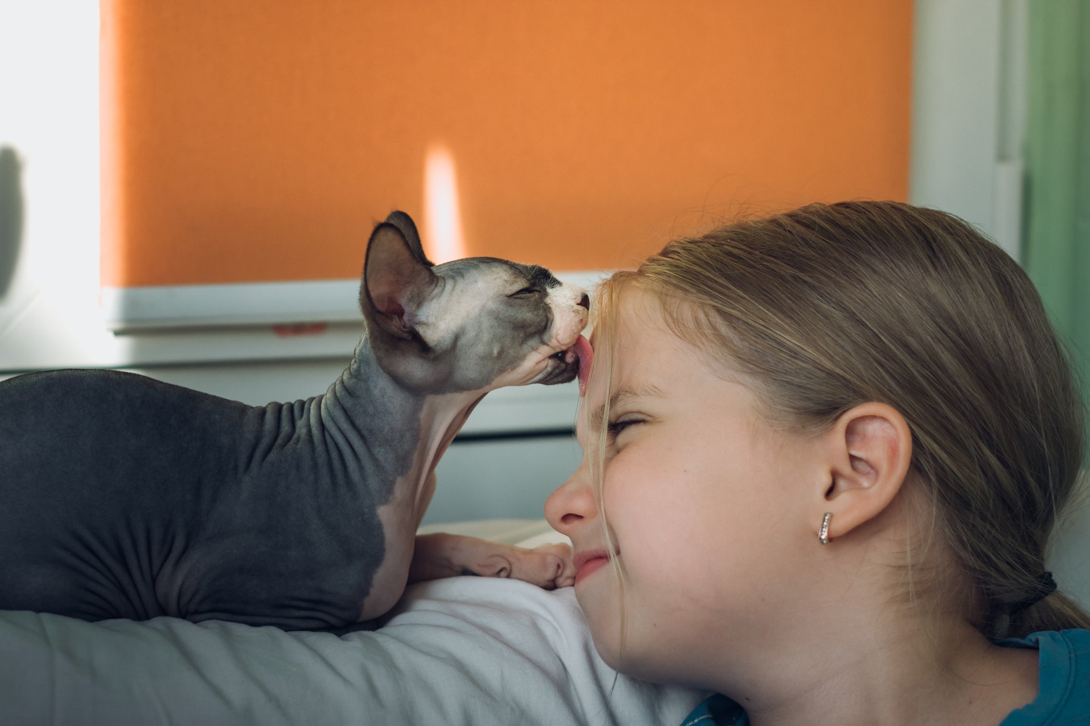 Apesar da aparência exótica, o Sphynx é muito dócil
