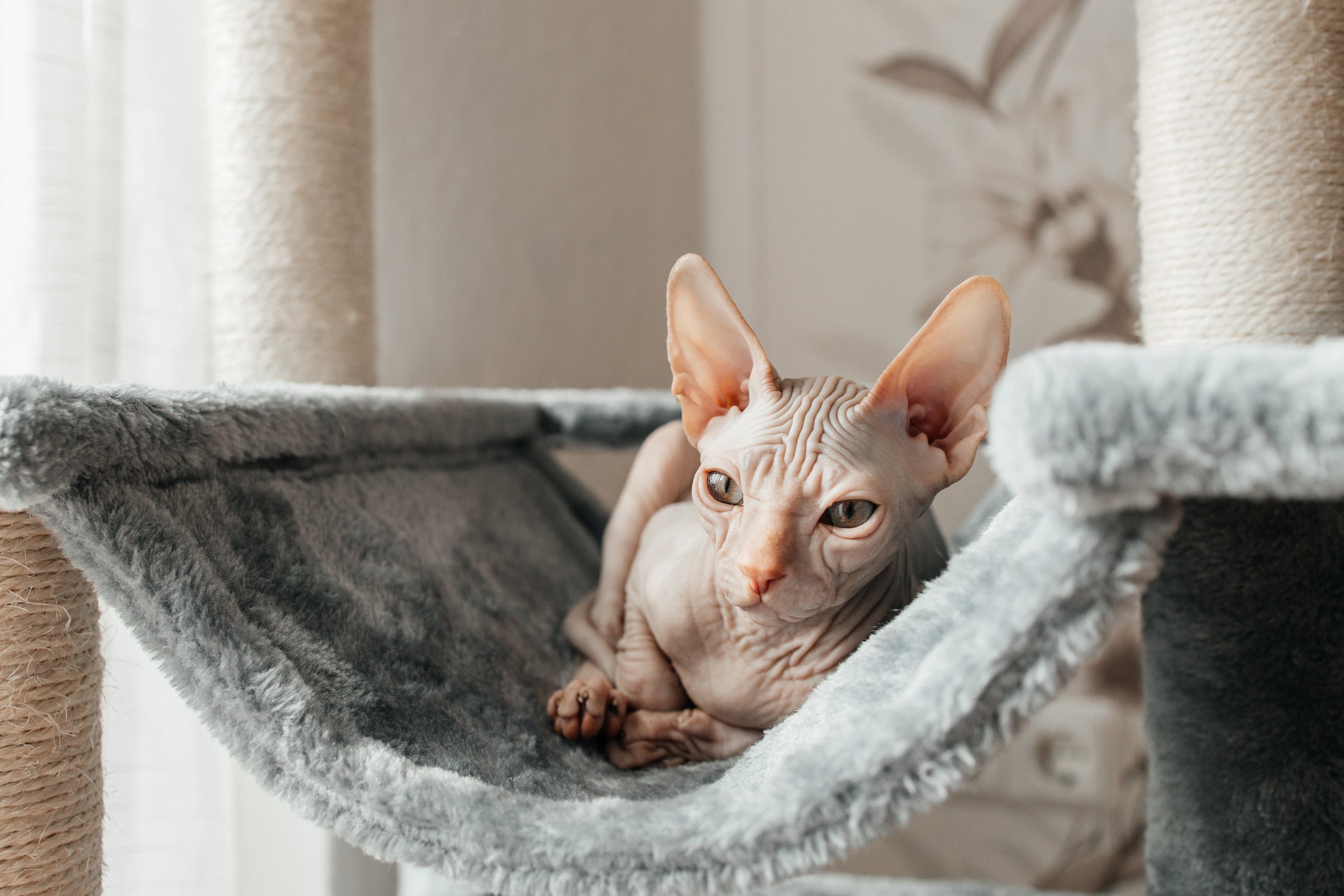 O Sphynx é um gato comunicativo e esperto