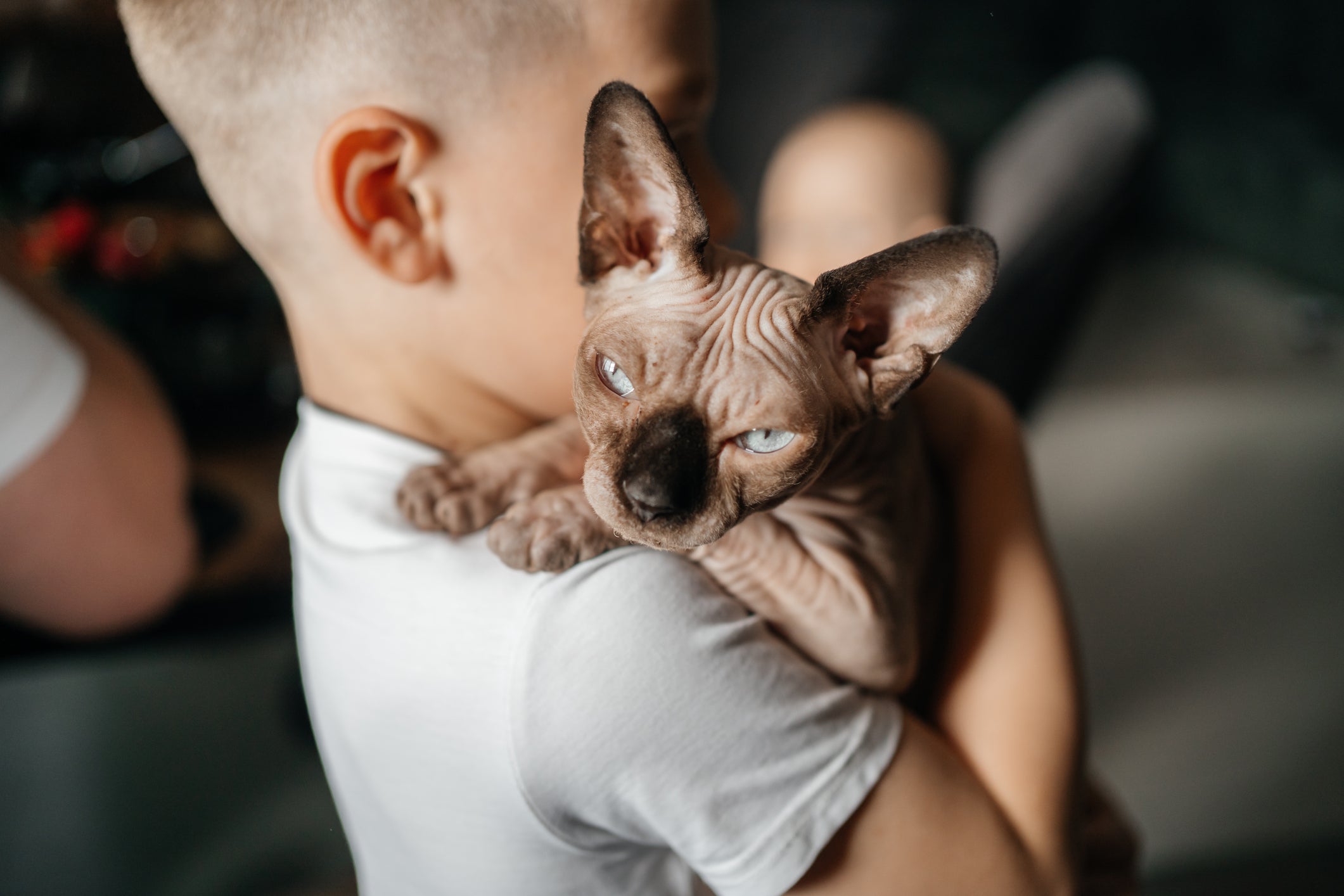 Nomes para gatos masculinos ou femininos devem ter, de preferência, até três sílabas