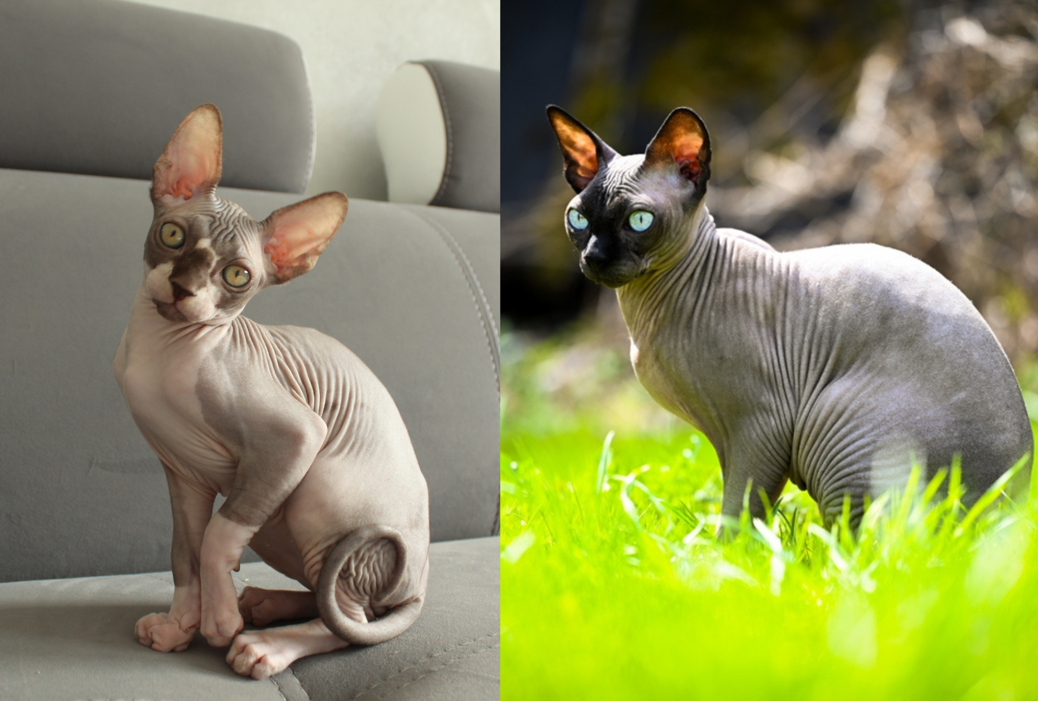 O Sphynx apresenta uma penugem que o Don Sphynx não tem