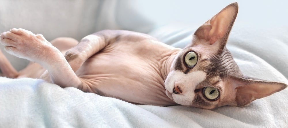 Sphynx: o famoso gato sem pelo ama brincar e socializar