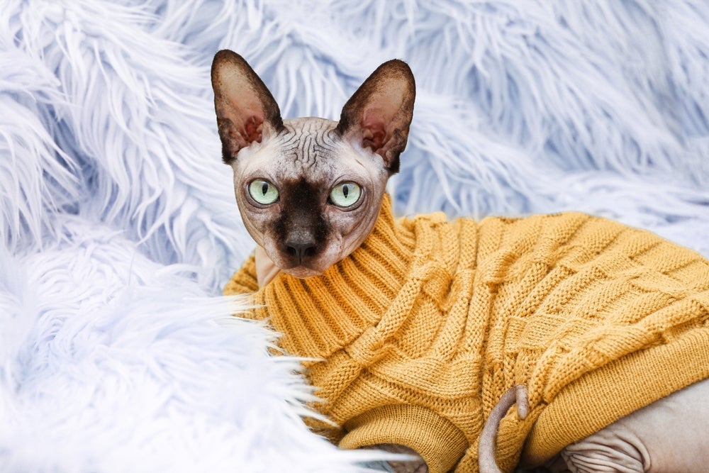 Gato com frio: use roupinhas para deixar o Sphynx mais aquecido