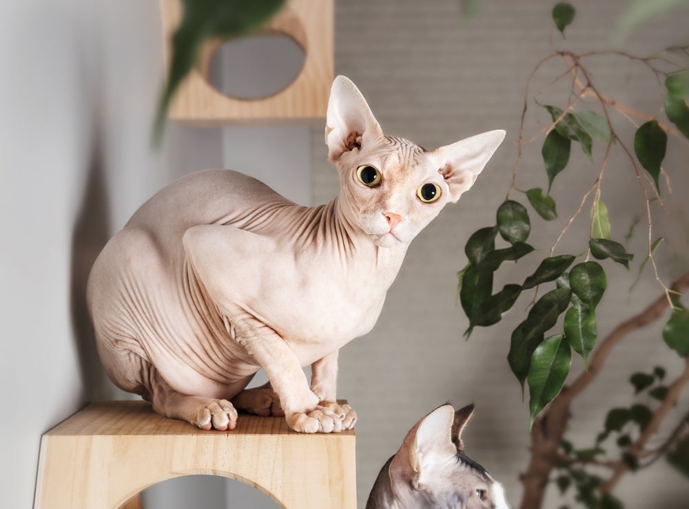 Sphynx está entre os gatos que vivem mais tempo