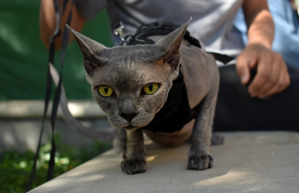 O Sphynx é um gato comunicativo, inteligente e apegado ao tutor