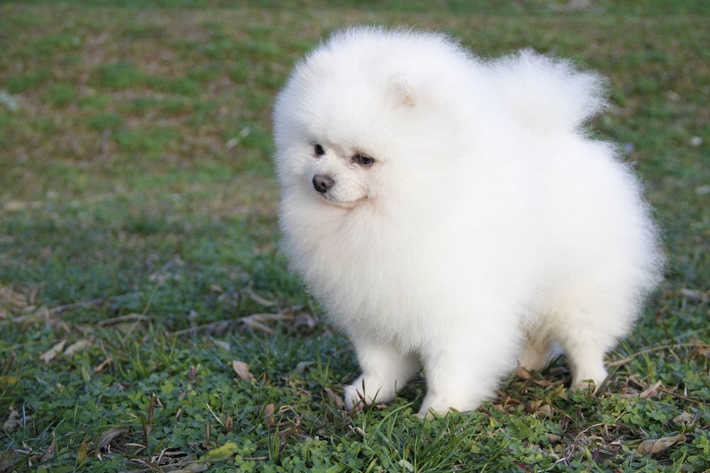 O cachorro Lulu da Pomerânia é a menor versão do Spitz Alemão 