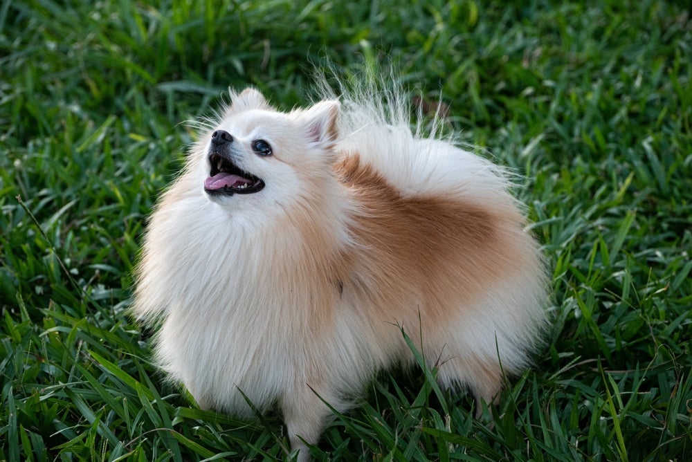 O cachorro Spitz Alemão também é chamado de Lulu da Pomerânia