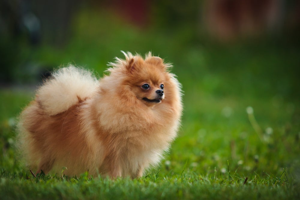 Spitz Alemão, ou Lulu da Pomerânia, é uma raça que habita em muitos lares do paí­s