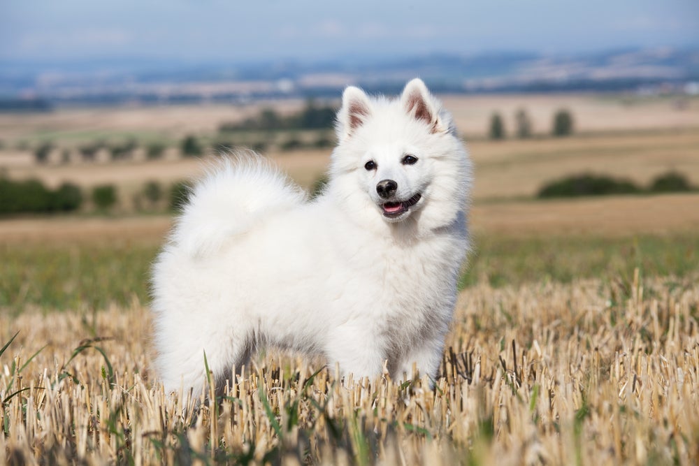 O Spitz Alemão é um ótimo companheiro no dia a dia. 