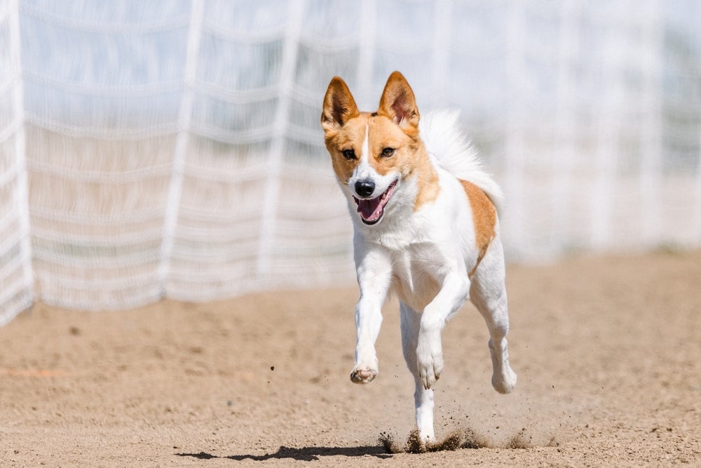 Esse tipo de Spitz é um ótimo caçador e também cão de guarda