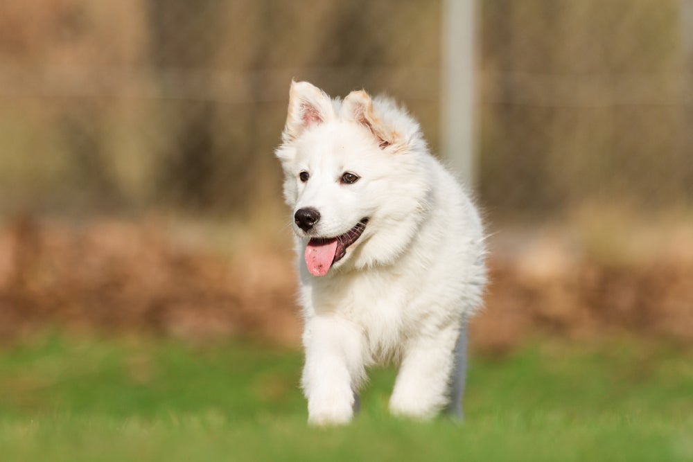 O Spitz Dinamarquês tem as patas longas e tamanho médio