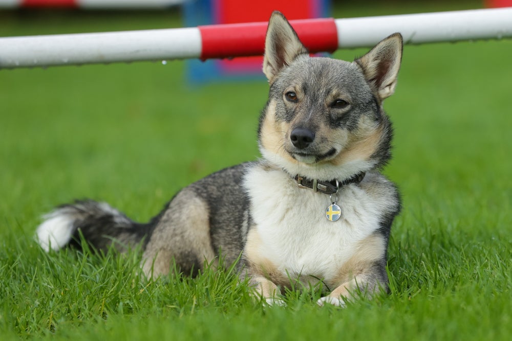O Spitz dos Visigodos tem uma cara fofa, mas o cachorro é forte e valente