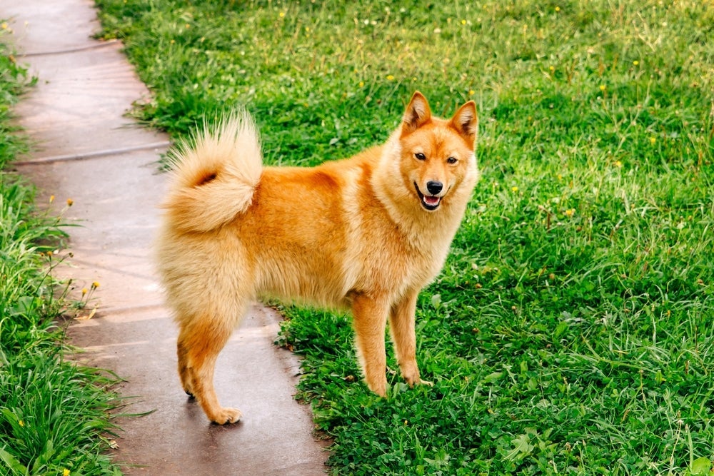 A maioria dos Spitz Finlandês tem a pelagem ruiva