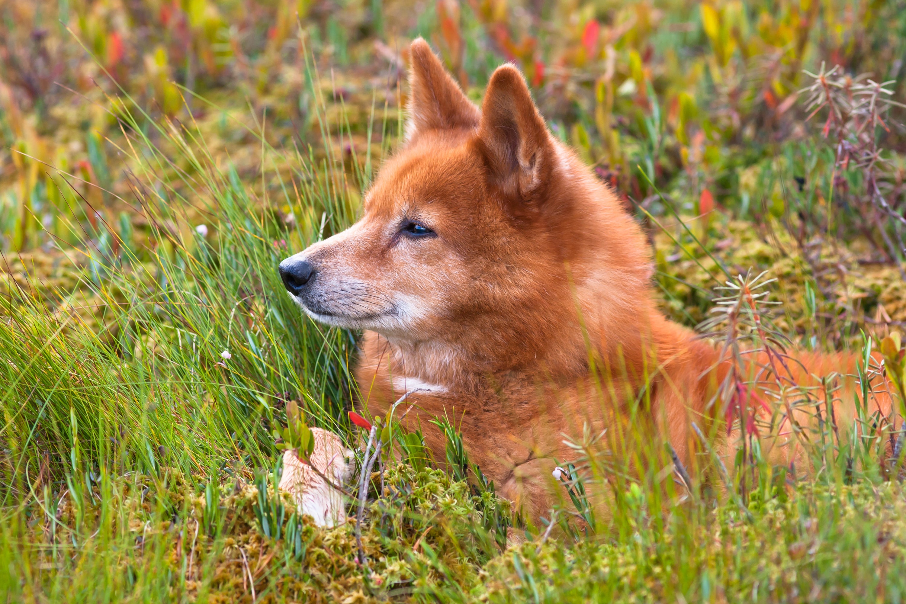 O Spitz Finlandês filhote deve ficar com a mãe e os irmãos durante os dois primeiros meses de vida