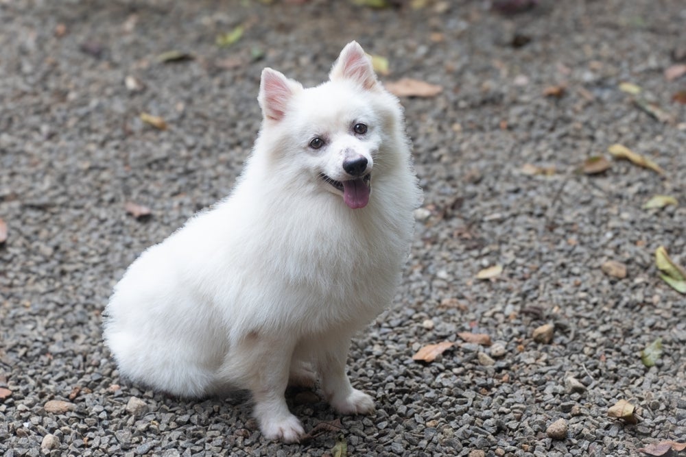 O Spitz Indiano é um sucesso no seu país de origem e até participa das produções de Bollywood