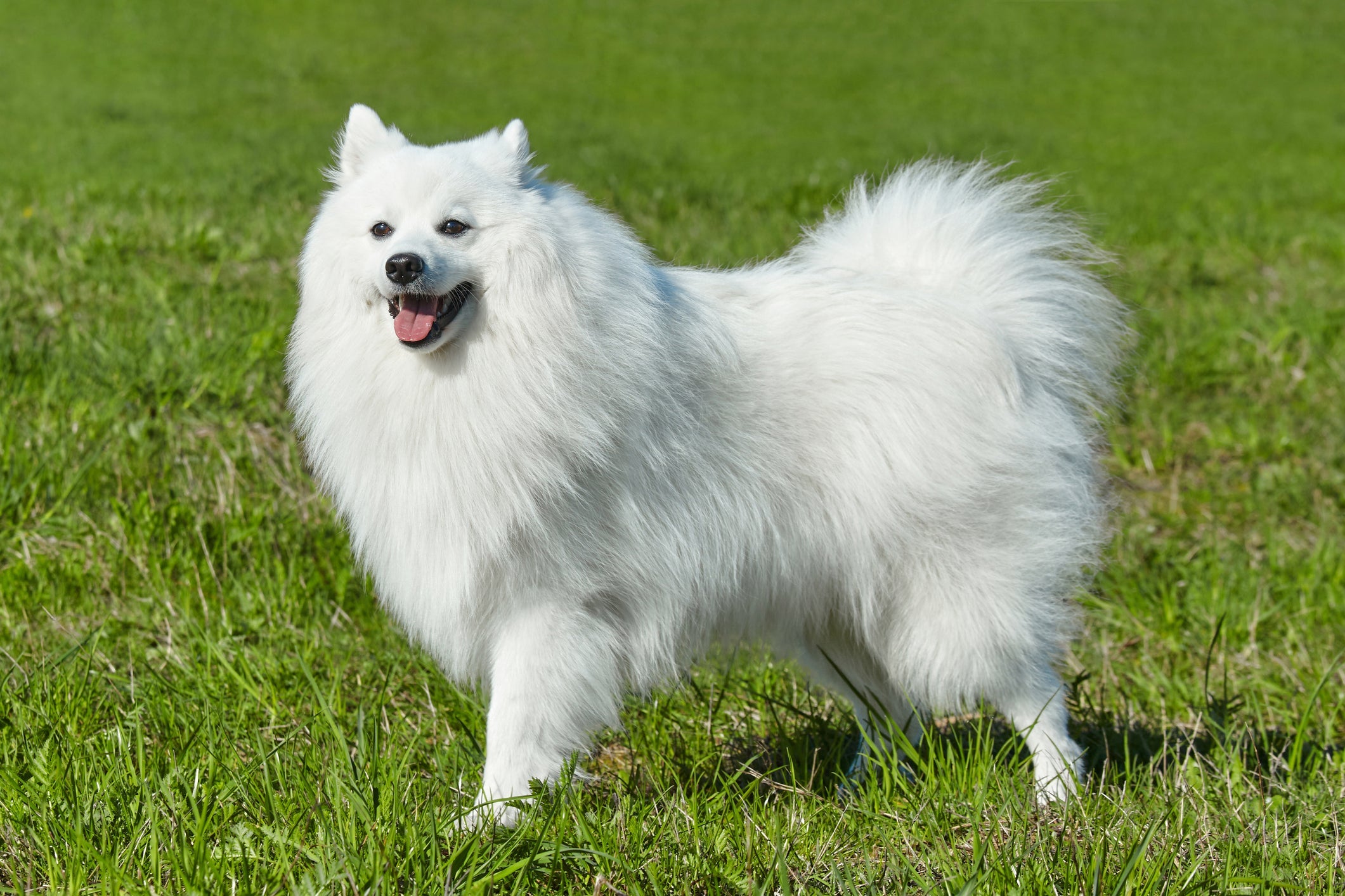 O cachorro Spitz Japonês é muito ativo e adora brincar bastante