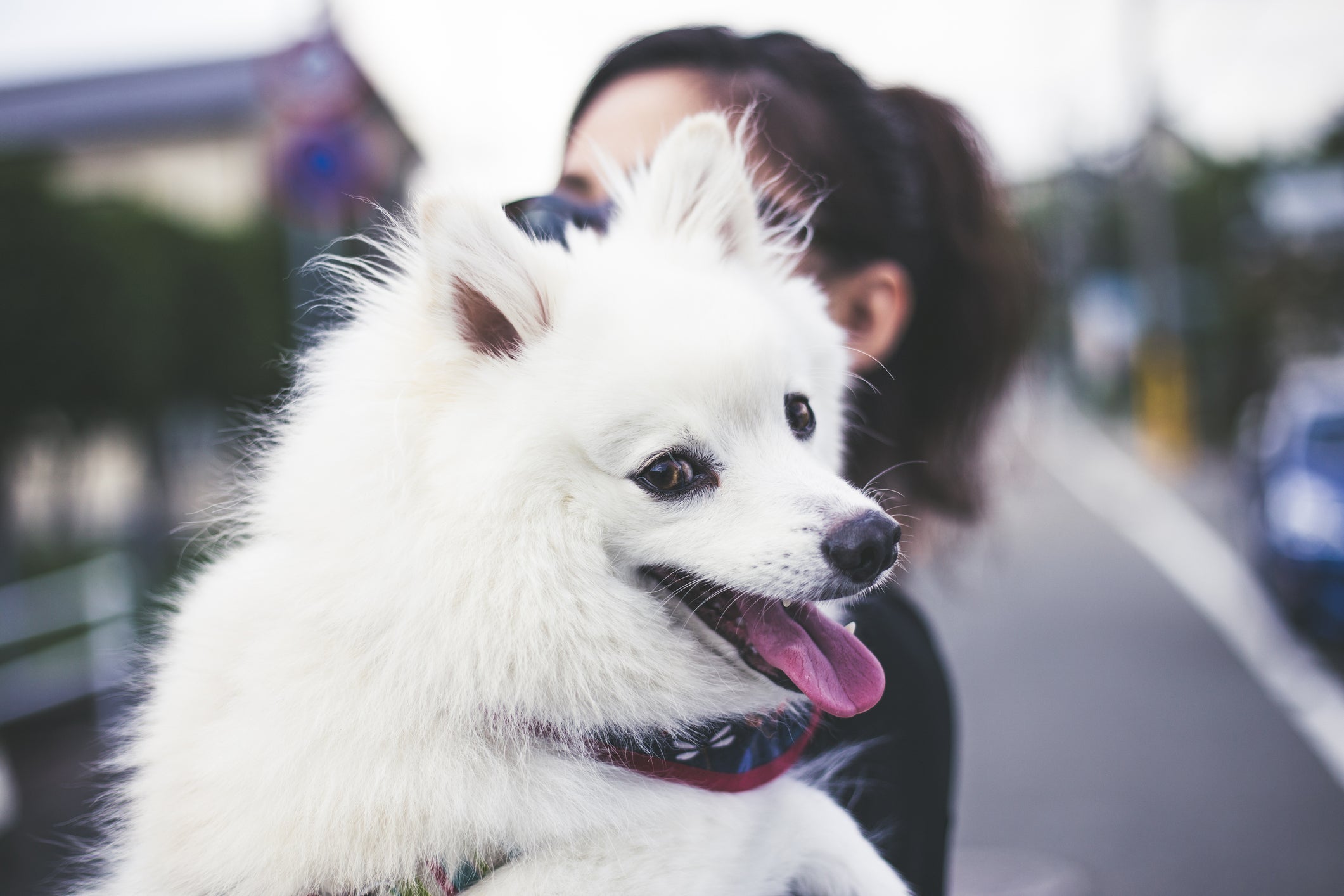 A raça Spitz Japonês é uma companhia ideal para todas as idades e é tranquila dentro de casa