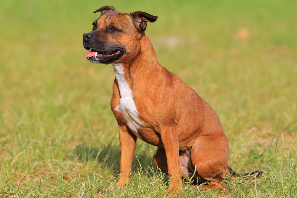 Assim como os outros tipos de Pitbull, o Staffordshire Bull Terrier é amigável e companheiro