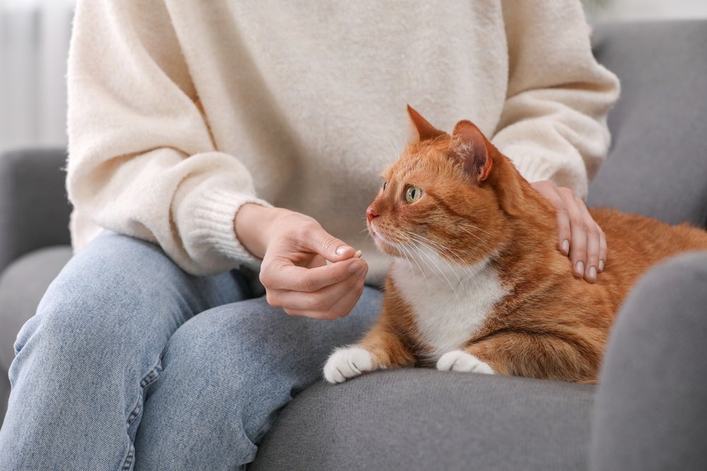 A administração de um suplemento para gato deve ser orientada pelo veterinário