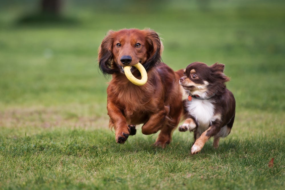 Cachorros grandes, pequenos ou médios podem ser distinguidos por tamanho e peso