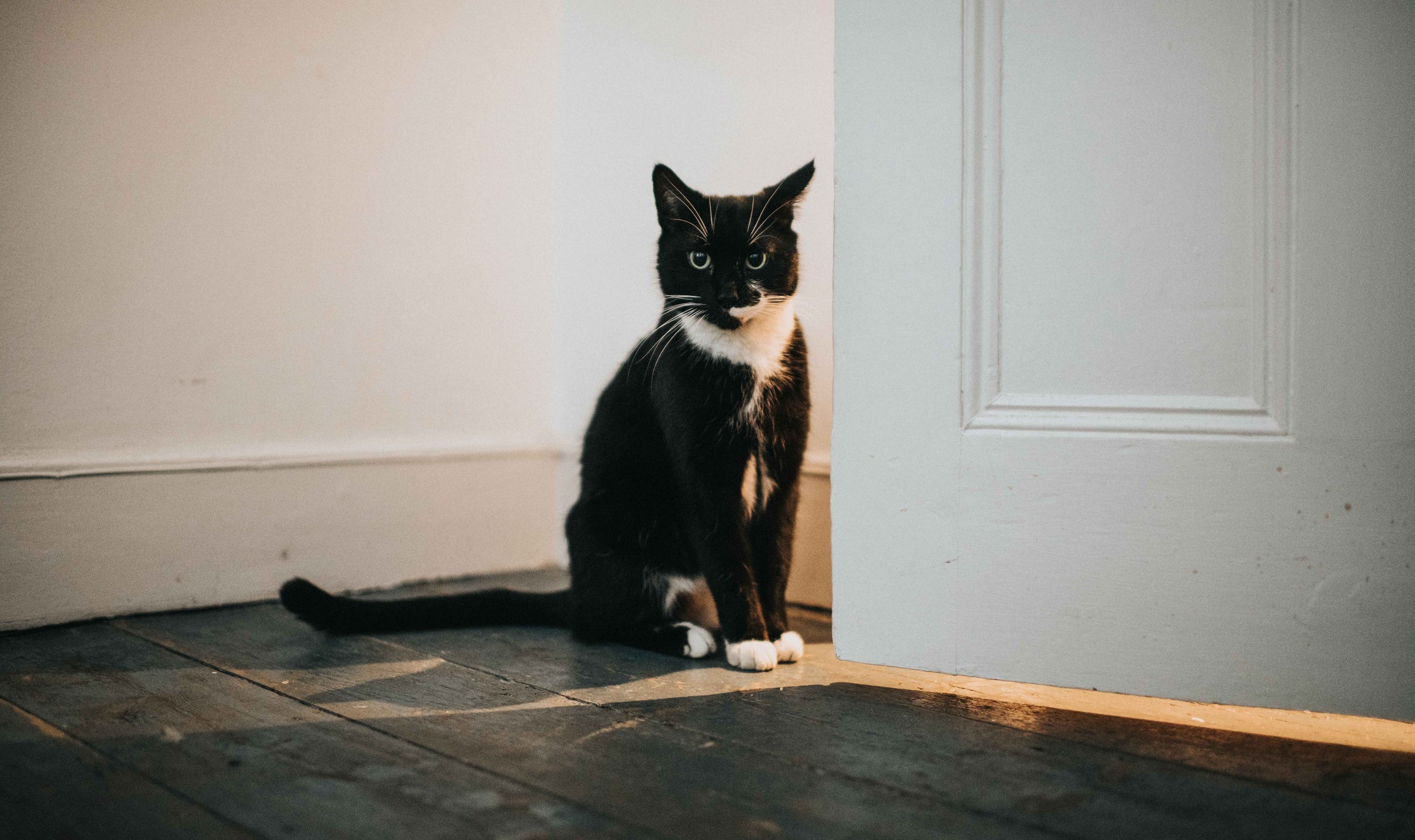 Para medir o tamanho de um gato, ele precisa estar calmo e relaxado