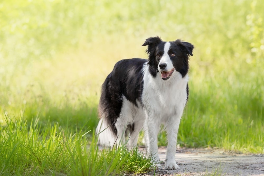 Border Collie: peso e altura do pet correspondem ao porte médio