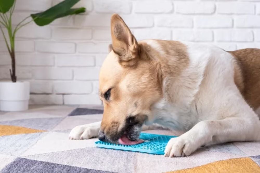 O tapete de lamber para cachorro ajuda a aliviar estresse e tédio