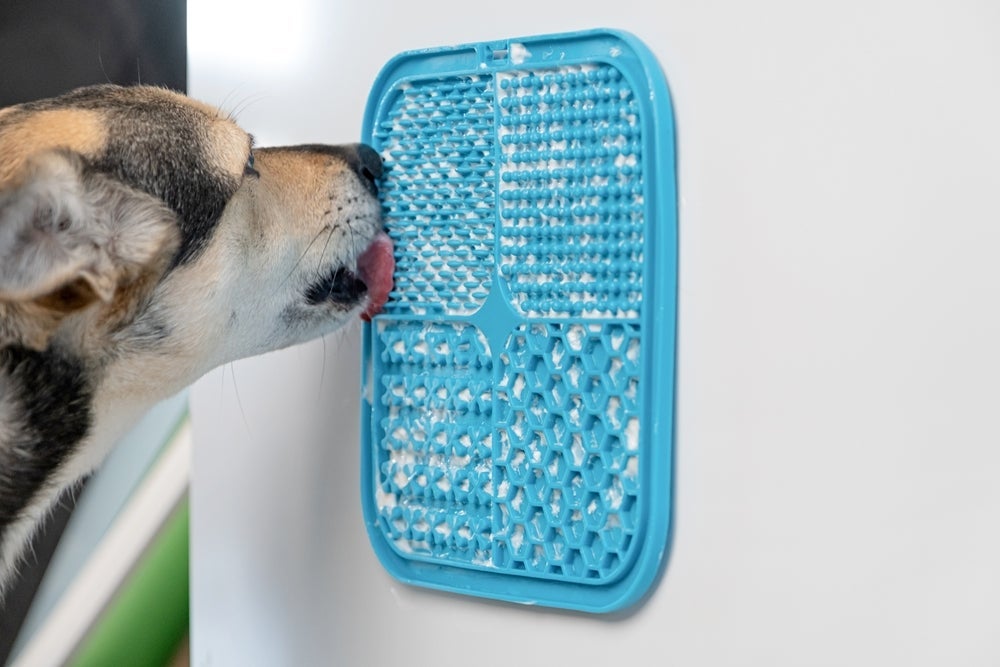 Com o tapete de lamber, cachorro se diverte e se alimenta