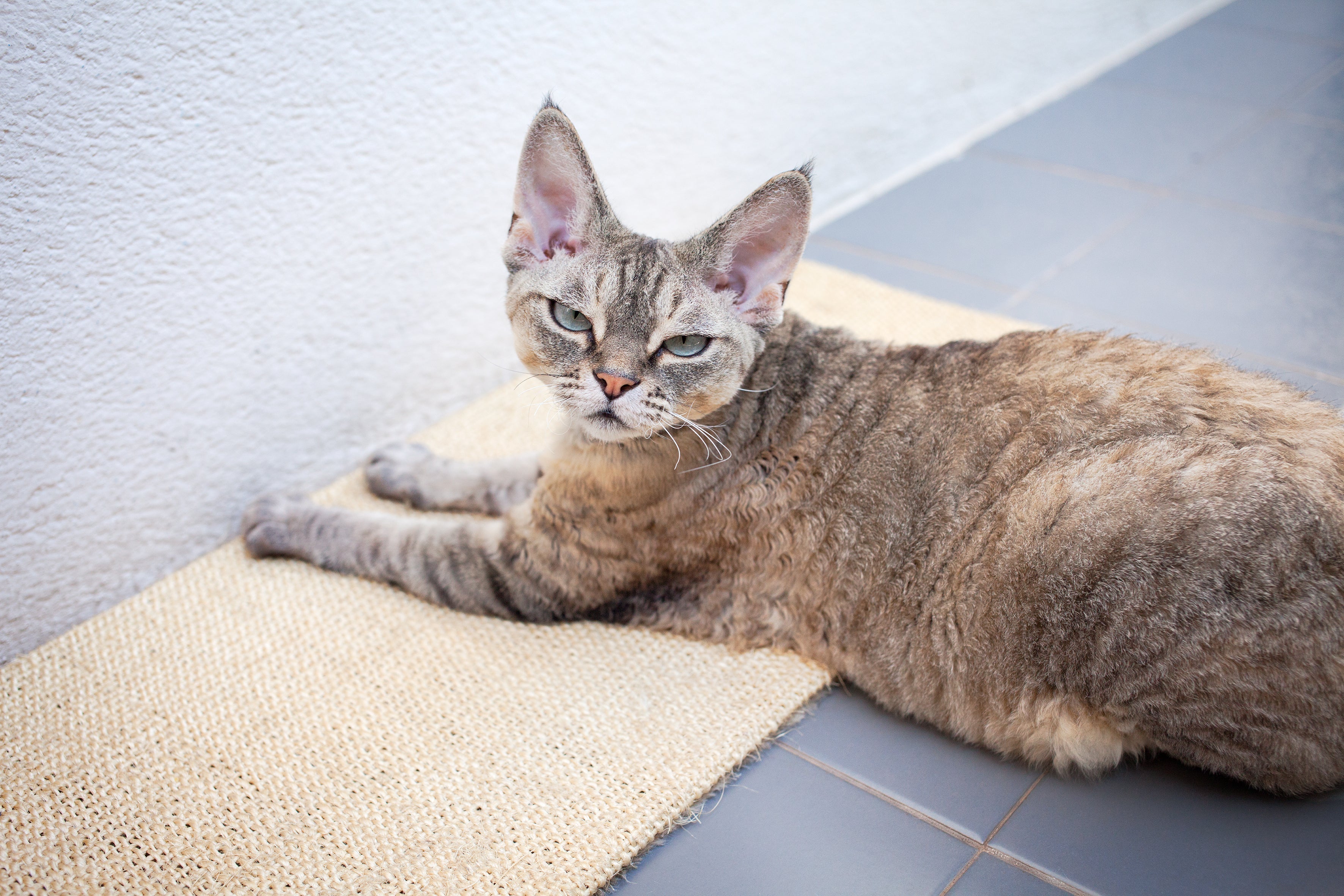 Assim como o arranhador para gatos, o tapete de sisal também pode ser feito em casa
