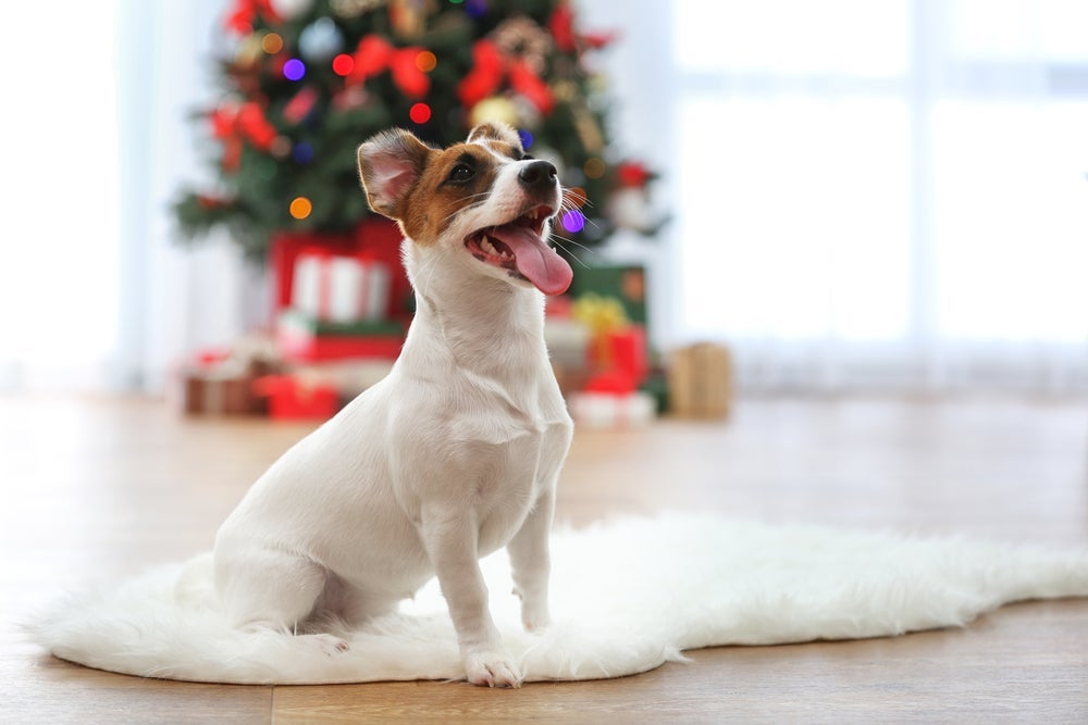Tapete gelado para cachorro é ótimo para o Natal de calor do Brasil